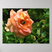 バラ ポスター (正面)