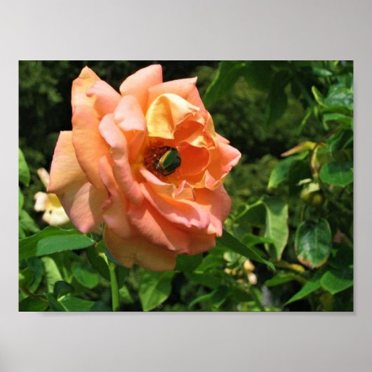 バラ ポスター (正面)