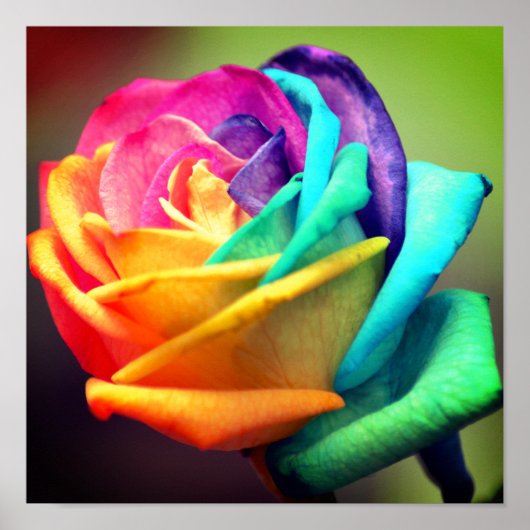 バラ ポスター (正面)