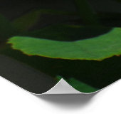 バラ ポスター (角)