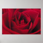 バラ ポスター (正面)