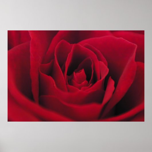 バラ ポスター (正面)