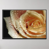 バラ ポスター (正面)