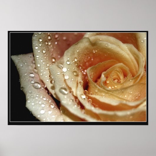 バラ ポスター (正面)