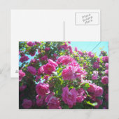 バラ ポストカード (正面/裏面)