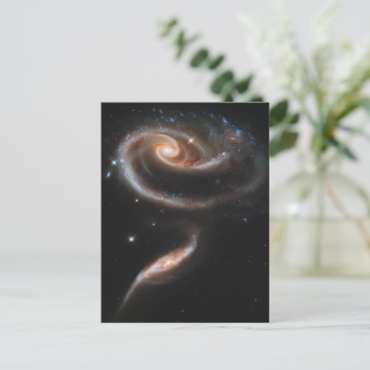 バラ ポストカード (スタンド正面)