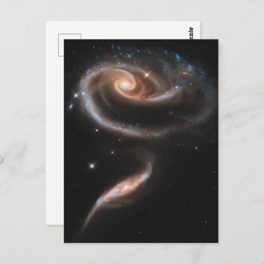 バラ ポストカード (正面/裏面)