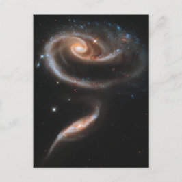 バラ ポストカード