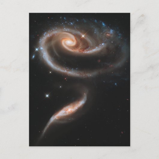 バラ ポストカード (正面)