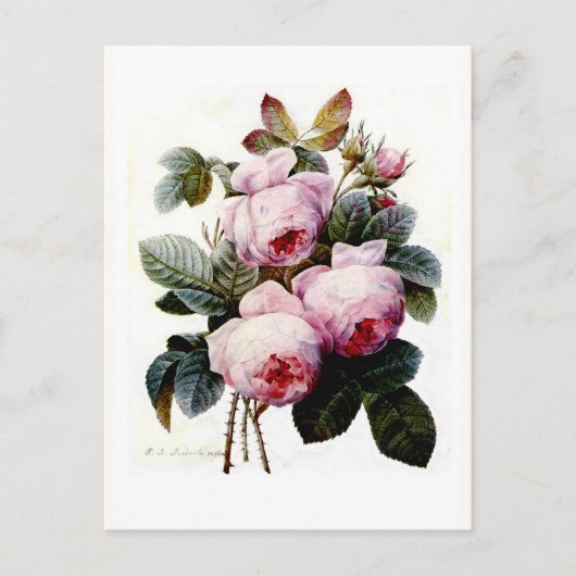 バラ ポストカード (正面)