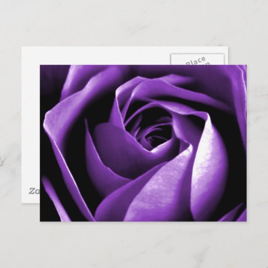 バラ ポストカード (正面/裏面)