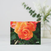 バラ ポストカード (スタンド正面)