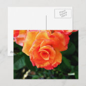 バラ ポストカード (正面/裏面)