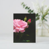 バラ ポストカード (スタンド正面)