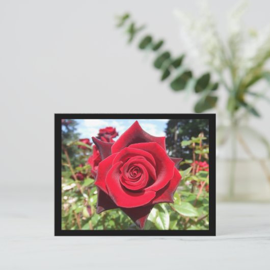 バラ ポストカード (スタンド正面)