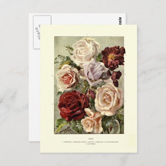 バラ ポストカード (正面/裏面)