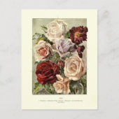 バラ ポストカード (正面)
