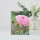 バラ ポストカード (スタンド正面)