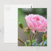 バラ ポストカード (正面/裏面)