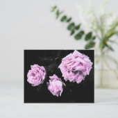 バラ ポストカード (スタンド正面)