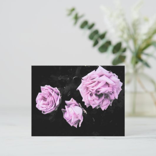 バラ ポストカード (スタンド正面)