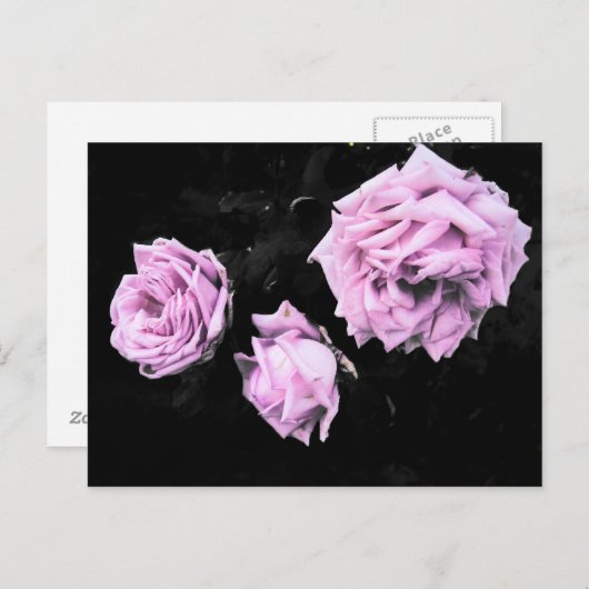 バラ ポストカード (正面/裏面)