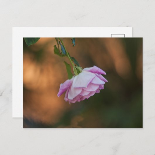 バラ ポストカード (正面/裏面)