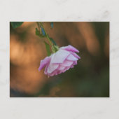 バラ ポストカード (正面)