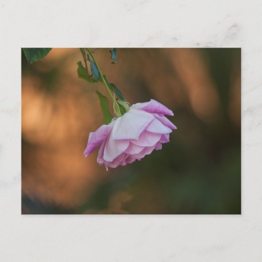 バラ ポストカード (正面)