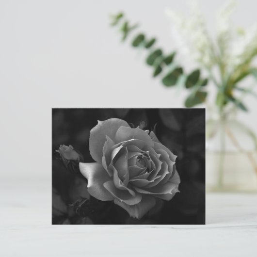 バラ ポストカード (スタンド正面)