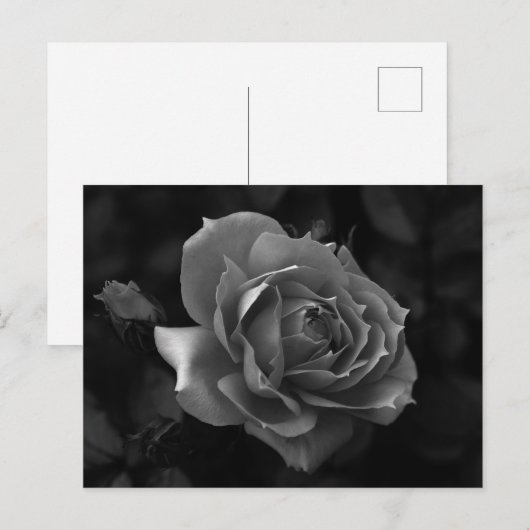 バラ ポストカード (正面/裏面)