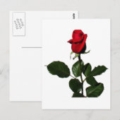 バラ ポストカード (正面/裏面)