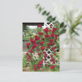 バラ ポストカード (スタンド正面)