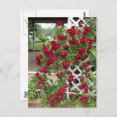 バラ ポストカード (正面/裏面)