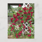 バラ ポストカード (正面)