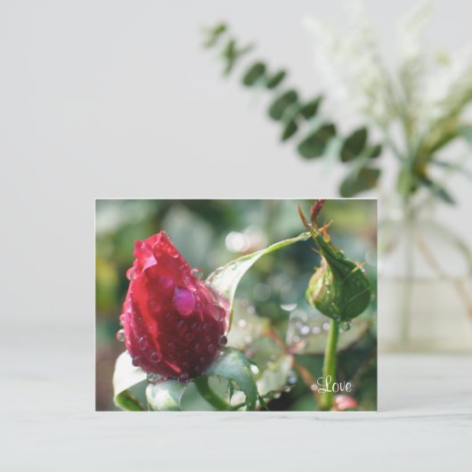 バラ ポストカード (スタンド正面)