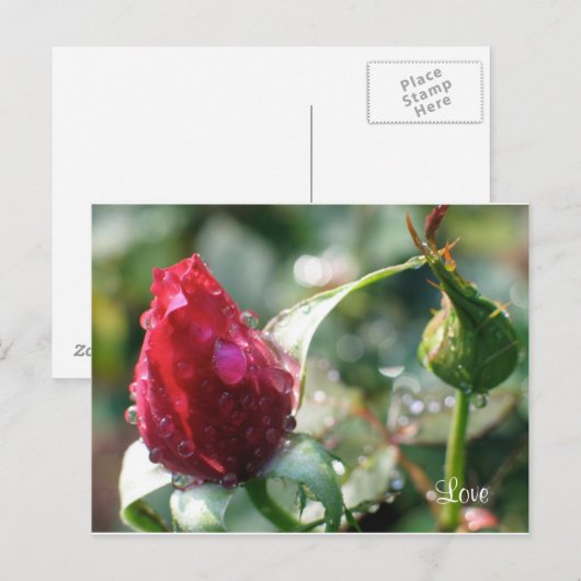 バラ ポストカード (正面/裏面)