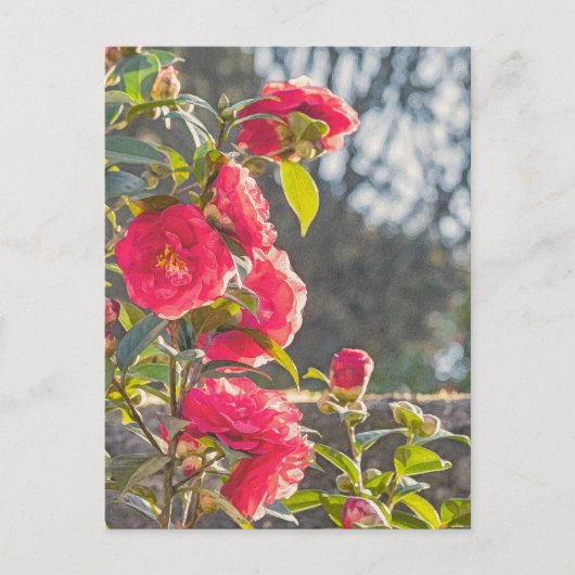 バラ ポストカード (正面)