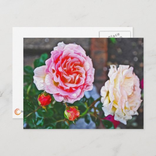 バラ ポストカード (正面/裏面)