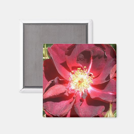 バラ マグネット (正面/裏面)