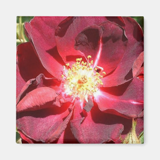 バラ マグネット