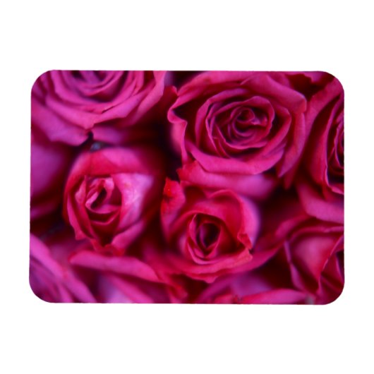 バラ マグネット (横)