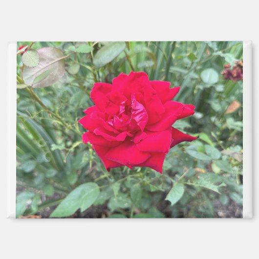 バラ マグネット (正面)