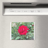 バラ マグネット (インサイチュ (食洗機))