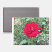 バラ マグネット (正面/裏面)