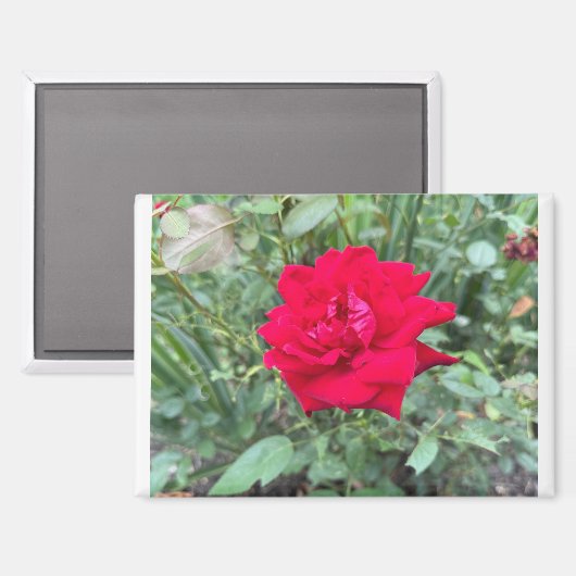 バラ マグネット (正面/裏面)