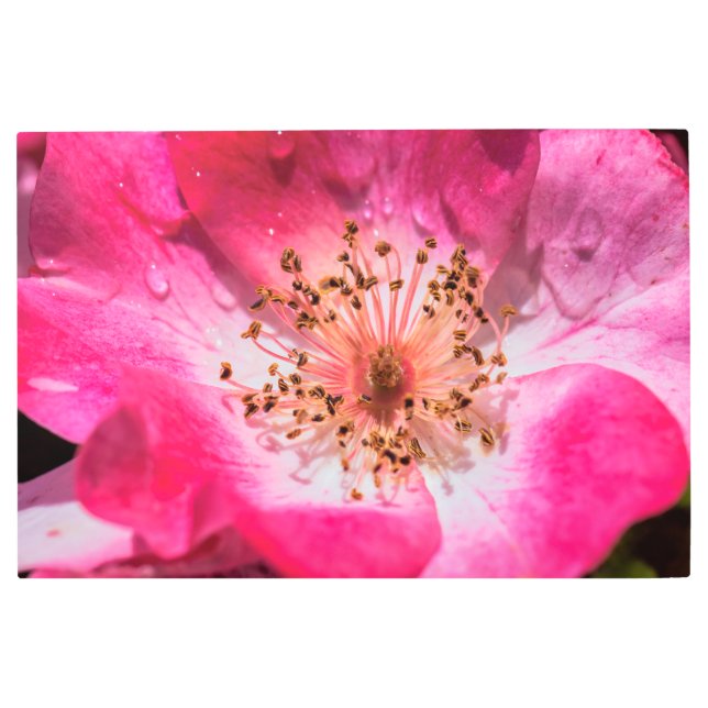 バラ メタルプリント (正面)