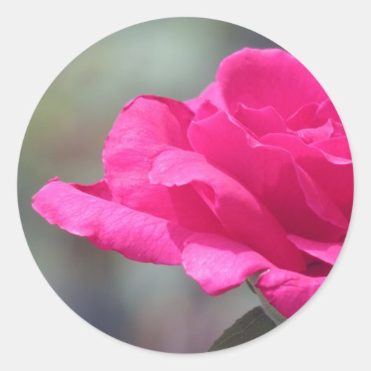 バラ ラウンドシール (正面)