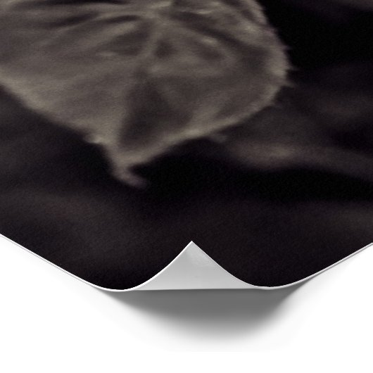 バラ（白黒） ポスター (角)