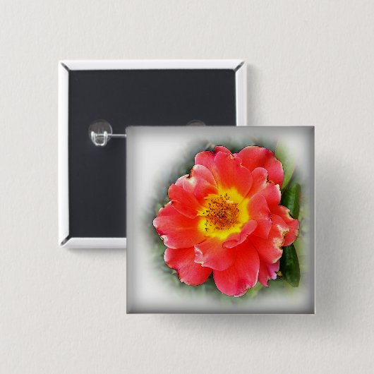 バラ 缶バッジ (正面&裏面)